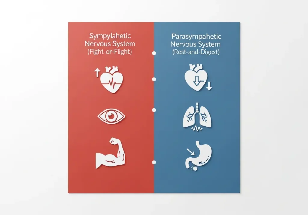 A simple infographic comparing the Sympathetic (Fight-or-Flight) and Parasympathetic (Rest-and-Digest) states of the nervous system.