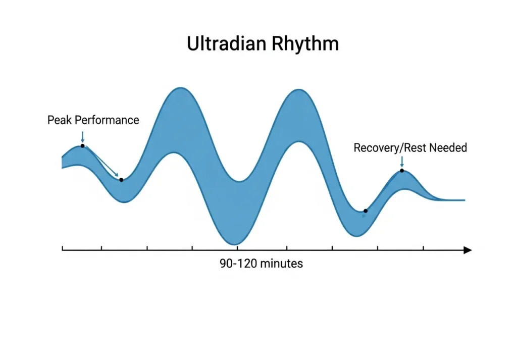 ultradian-rhythm-energy-cycle-chart A scientific diagram of the Ultradian Rhythm cycle, showing the natural 90-minute peak of cognitive energy followed by a necessary recovery period.